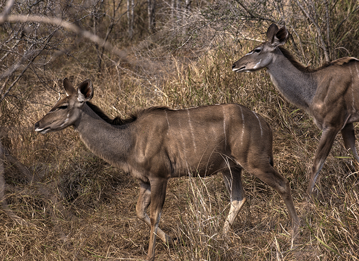 Female kudus